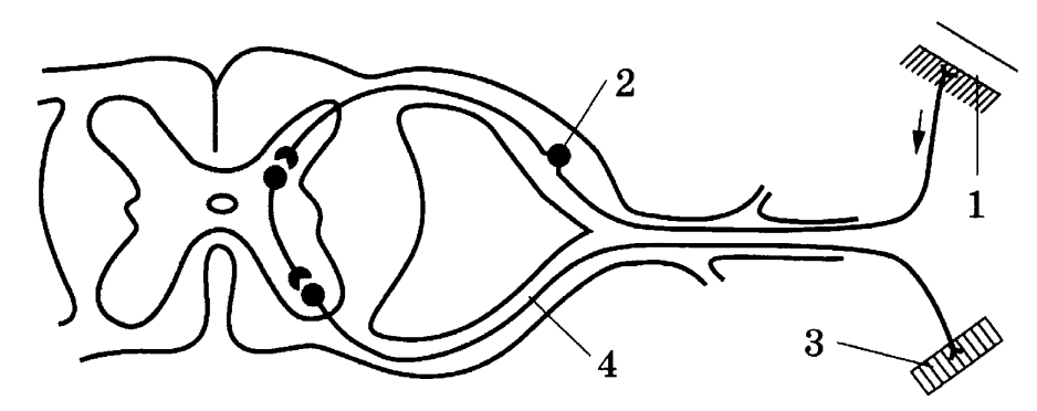 Рефлекс и рефлекторная дуга