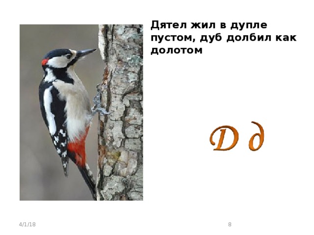 Дятел живет лет. Дятел на дубе. Дятел дуб долбил. Дятел жил в дупле пустом. Дятел долбит дупло.