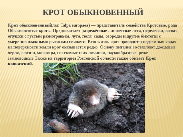 Презентация "Красная книга сёл Верхняя и Старая Тойда"
