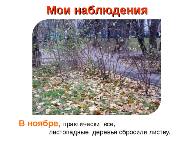 Наблюдение ноябрь. Мои наблюдения дуб. Мои наблюдения для конца ноября. Животные в ноябре наблюдения. Когда облетают деревья осенью 2 класс окружающий мир.