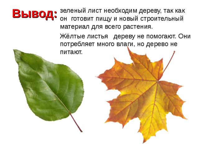 Отчего изменяется окраска листьев. Исследовательская работа почему желтеют листья. Почему листья желтеют осенью для детей. Почему опадают листья осенью для дошкольников. Почему на деревьях желтеют листья для дошкольников.