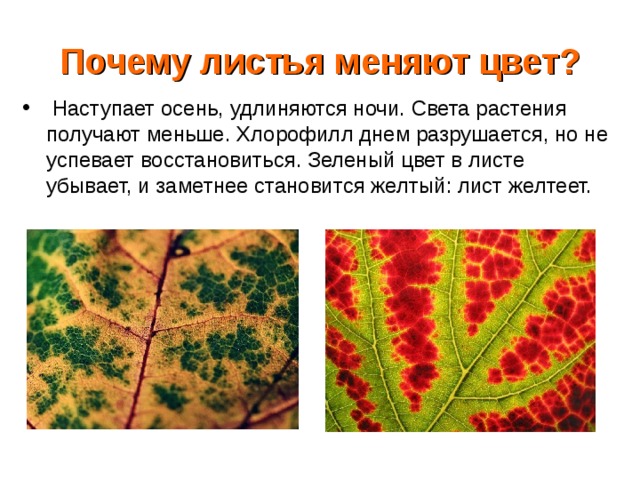 От чего изменяется окраска листьев. Почему листья меняют цвет осенью. Почему листья меняют окраску. Почему осенью листья меняют окраску. Отчего осенью листья меняют цвет.