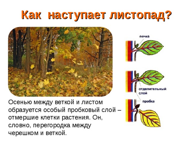 Выделение растений листопад урок. Процесс листопада биология 6 класс. Листопад схема биология. Причины листопада осенью. Причины опадения листьев.