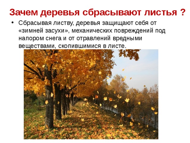 Почему деревья сбрасывают листья. Деревья и кустарники сбрасывают листья осенью. Опавшие листья терпеливо