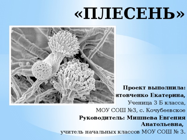 «ПЛЕСЕНЬ» Проект выполнила: Литовченко Екатерина, Ученица 3 Б класса, МОУ СОШ №3, с. Кочубеевское Руководитель: Мишнева Евгения Анатольевна, учитель начальных классов МОУ СОШ № 3. 