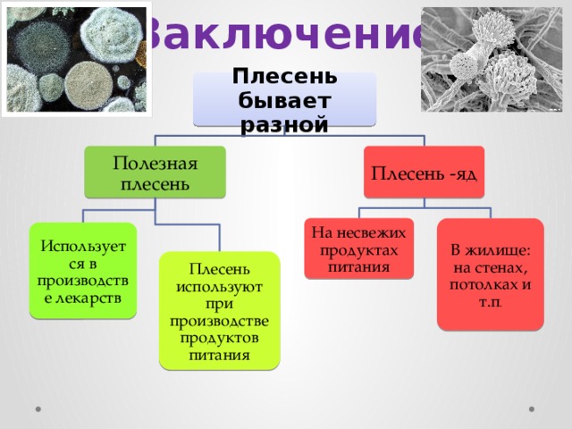 Проект на тему плесень вред или польза