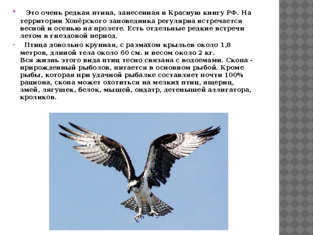 Короткая встреча с редкой птицей геншин задание. Скопа птица фото и описание. Короткая встреча с редкой птицей. Птица занесенная в книгу рекордов из-за своего хвоста.