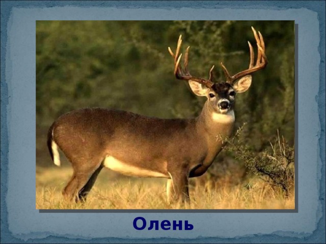 Олень Олень 