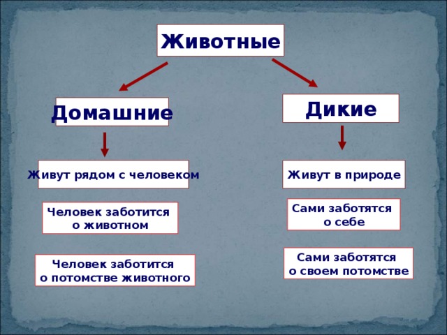 Животные Дикие Домашние Живут рядом с человеком Живут в природе Сами заботятся о себе Человек заботится о животном Сами заботятся о своем потомстве Человек заботится о потомстве животного 