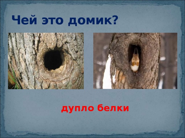 Чей это домик? дупло белки 