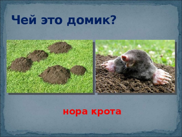 Чей это домик? нора крота 