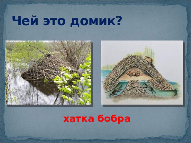 Чей это домик? хатка бобра 