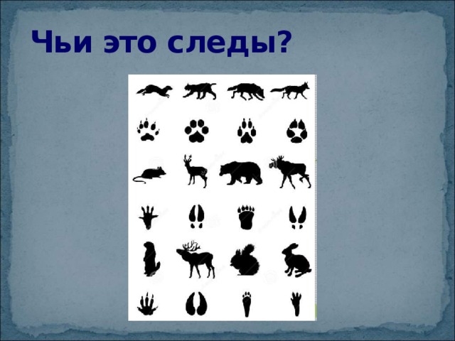 Чьи это следы? 