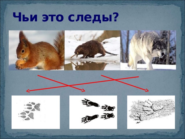 Чьи это следы? 