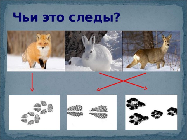 Чьи это следы? 