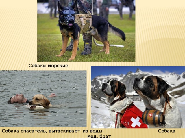  Собаки-морские пехотинцы  Собака мед. брат Собака спасатель, вытаскивает  из воды. 