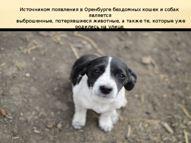 Источником появления в Оренбурге бездомных кошек и собак является  выброшенные, потерявшиеся животные, а также те, которые уже родились на улице. 