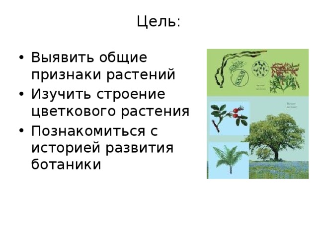 Цель:   Выявить общие признаки растений Изучить строение цветкового растения Познакомиться с историей развития ботаники 