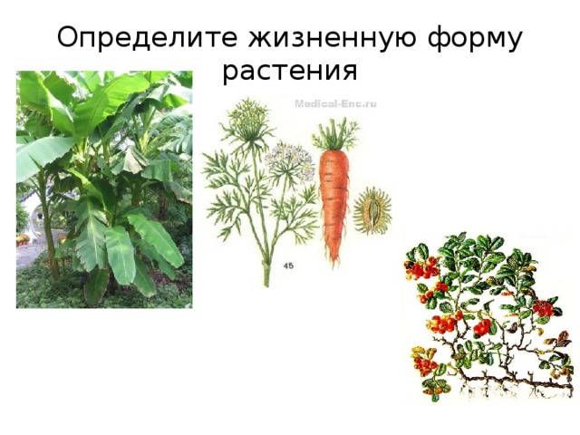 Определите жизненную форму  растения 