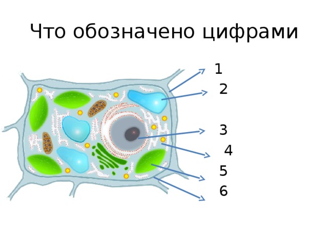 Рисунок растительной клетки с обозначениями 6. Строение растительной клетки по биологии 6 класс. Строение клетки задание. Биология 5 кл строение растительной клетки. Карточка строение клетки биология 6 класс.