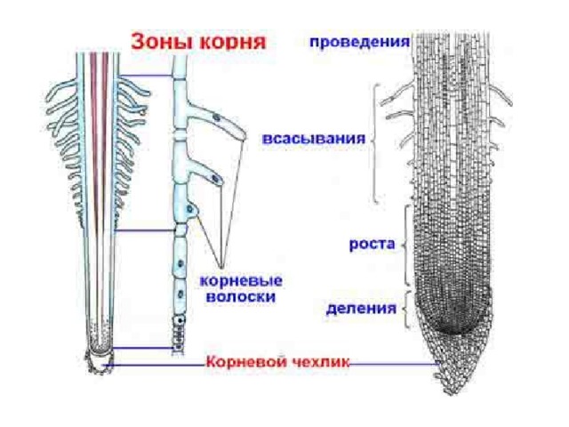 Как поставить корень волос