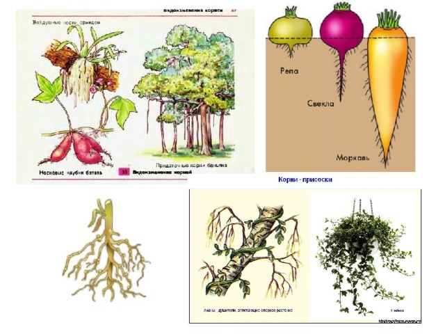 Тема корни по биологии 6. Корень строение и значение. Корень его строение и значение 6 класс. Корень и его строение 6 класс. Корень его строение и значение рисунок.