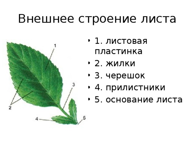 Внешнее строение листа 1. листовая пластинка 2. жилки 3. черешок 4. прилистники 5. основание листа 