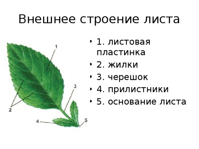 Внешнее строение листа 6 класс биология рисунок