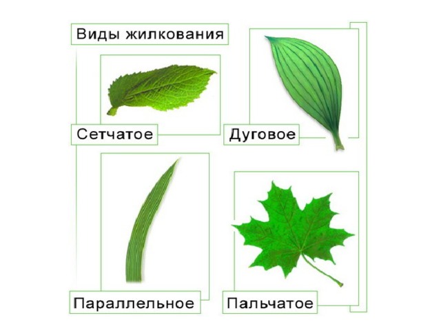 Строение жилки листа схема