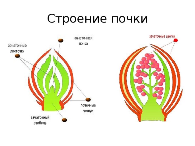 Строение почки растения 6 класс рисунок