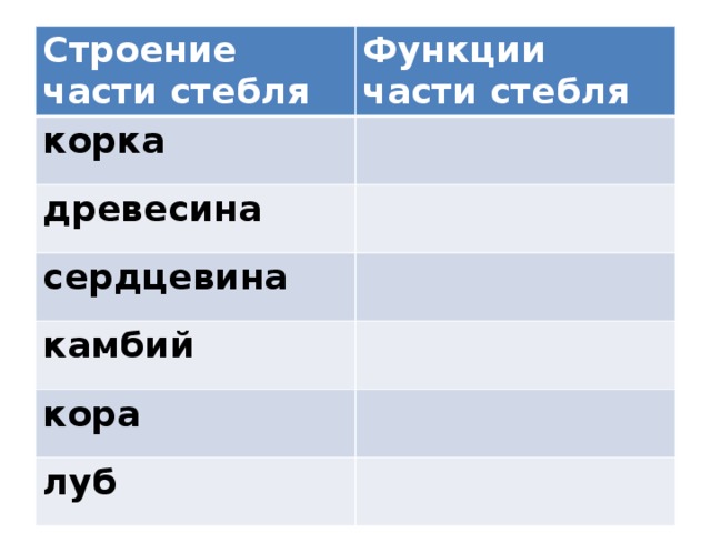 Строение части стебля Функции части стебля корка древесина сердцевина камбий кора луб 