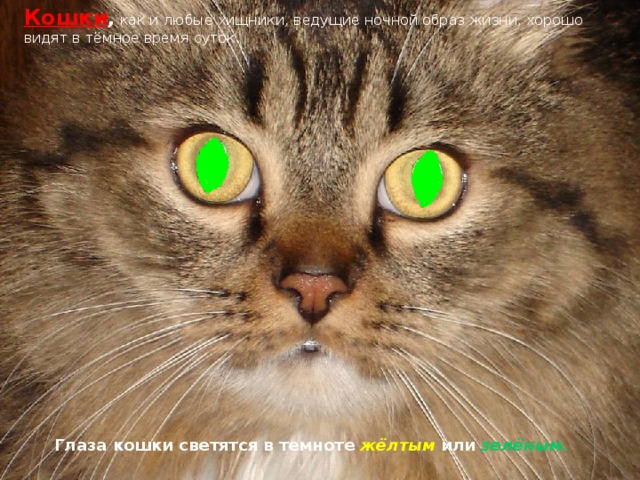 Кошки ,  как и любые хищники, ведущие ночной образ жизни, хорошо видят в тёмное время суток.  Глаза кошки светятся в темноте жёлтым или зелёным.  