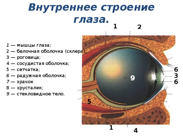 Внутреннее строение глаза. 1  2 1 — мышцы глаза; 2 — белочная оболочка (склера); 3 — роговица;  4 — сосудистая оболочка; 6  5 — сетчатка; 3  6 — радужная оболочка;  8  7  9 6 7 — зрачок 8 — хрусталик; 9 — стекловидное тело. 5  1  4 