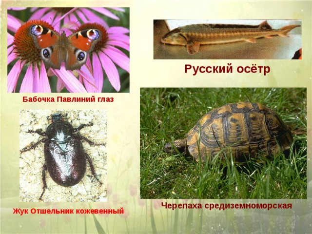 Русский осётр  Бабочка Павлиний глаз Черепаха средиземноморская Жук Отшельник кожевенный 