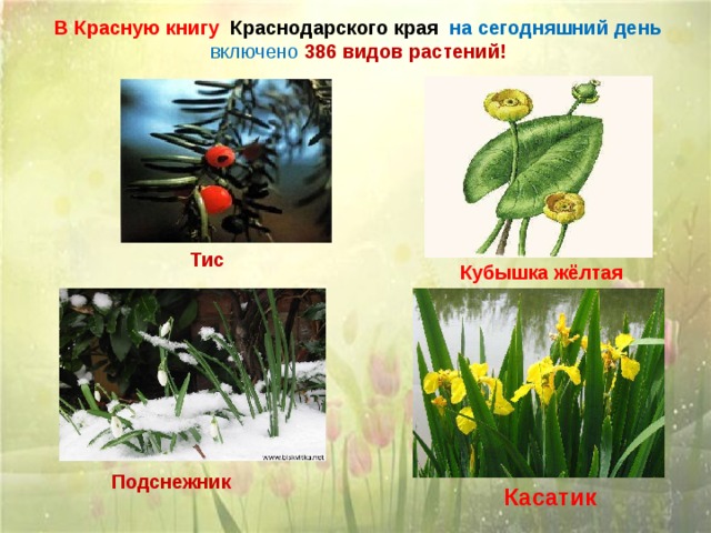 Красная книга краснодарского края презентация