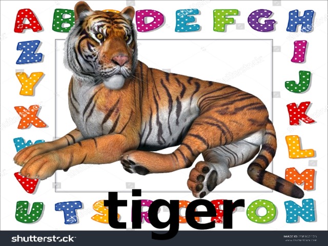 tiger  