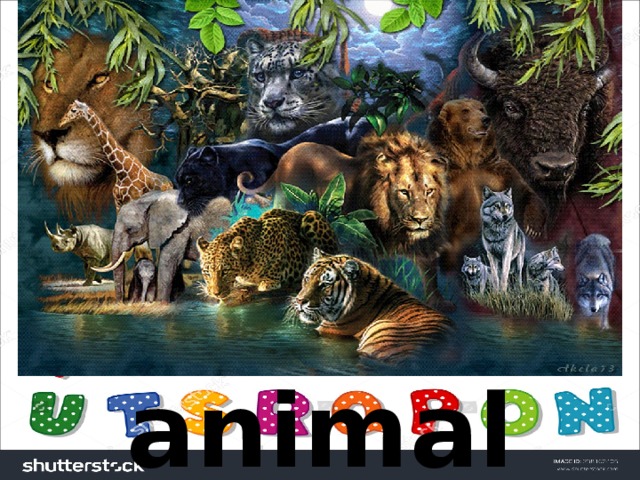 animals  