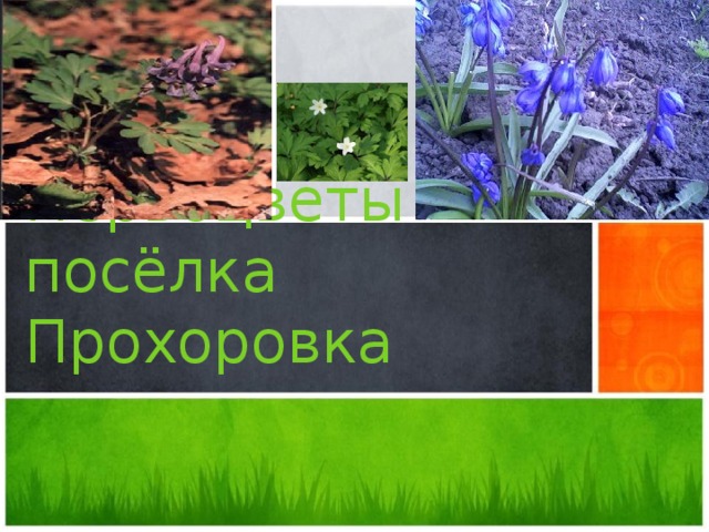Первоцветы посёлка Прохоровка  