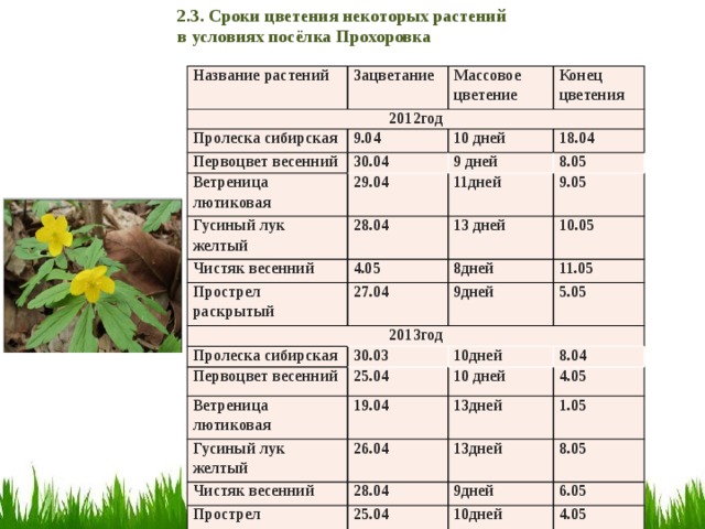 Цвести какое время