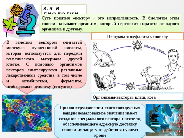 3.3 В БИОЛОГИИ Суть понятия «вектор» - это направленность. В биологии этим словом называют организм, который переносит паразита от одного организма к другому. Передача энцефалита человеку В генетике вектором считается молекула нуклеиновой кислоты, которая используется для передачи генетического материала другой клетке. С помощью организмов векторов синтезируются различные лекарственные средства, в том числе и антибиотики, ферменты, необходимые человеку (инсулин) Организмы-векторы: клещ, коза При конструировании противовирусных вакцин немаловажное значение имеет создание специального вектора-носителя, обеспечивающего адресную доставку генов и их защиту от действия нуклеаз крови