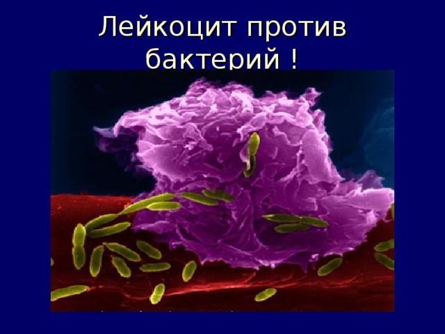 Лейкоцит против бактерий ! 