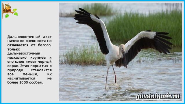 Дальневосточный аист презентация