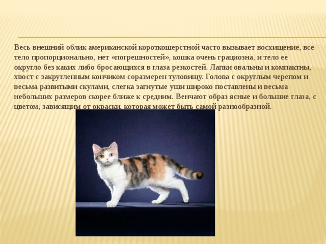 Презентация виды кошек