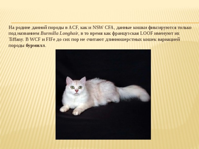 Презентация виды кошек