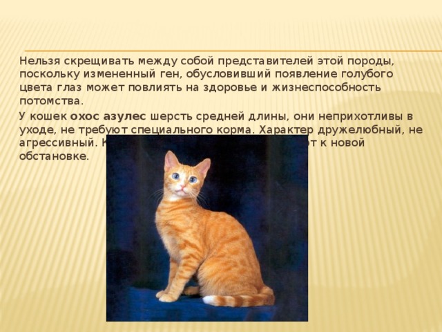 Презентация виды кошек