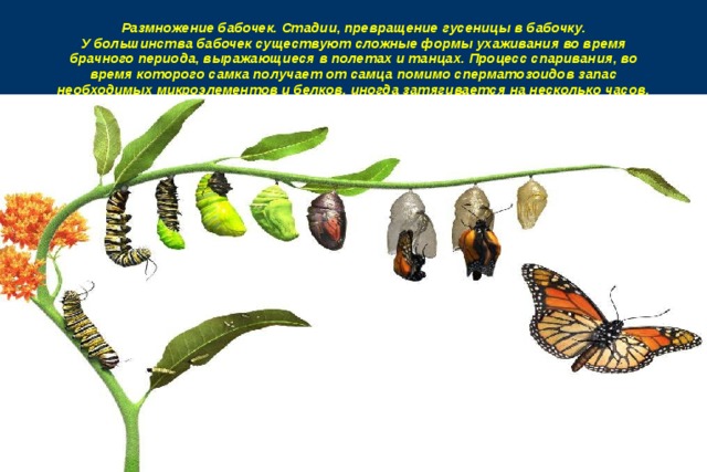 Размножение бабочек. Стадии, превращение гусеницы в бабочку.  У большинства бабочек существуют сложные формы ухаживания во время брачного периода, выражающиеся в полетах и танцах. Процесс спаривания, во время которого самка получает от самца помимо сперматозоидов запас необходимых микроэлементов и белков, иногда затягивается на несколько часов. 