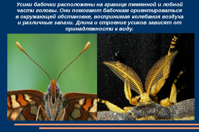 Усики бабочки расположены на границе теменной и лобной части головы. Они помогают бабочкам ориентироваться в окружающей обстановке, воспринимая колебания воздуха и различные запахи. Длина и строение усиков зависят от принадлежности к виду. 