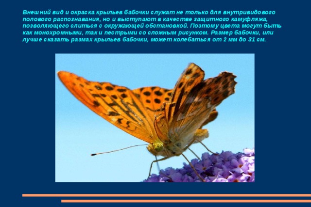 Внешний вид и окраска крыльев бабочки служат не только для внутривидового полового распознавания, но и выступают в качестве защитного камуфляжа, позволяющего слиться с окружающей обстановкой. Поэтому цвета могут быть как монохромными, так и пестрыми со сложным рисунком. Размер бабочки, или лучше сказать размах крыльев бабочки, может колебаться от 2 мм до 31 см. 