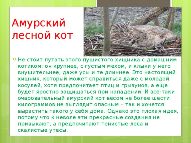 Амурский лесной кот описание