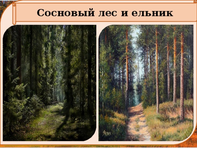  Сосновый лес и ельник  